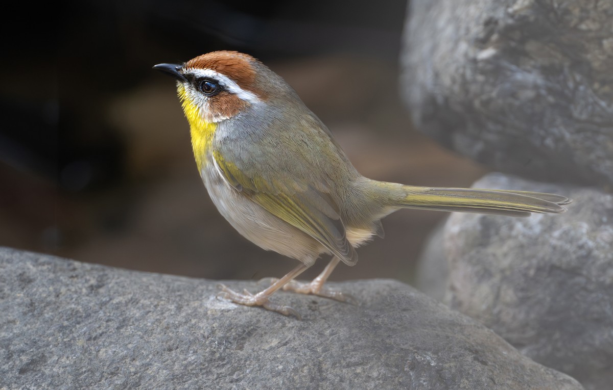 Rufous-capped Warbler - ML611708882