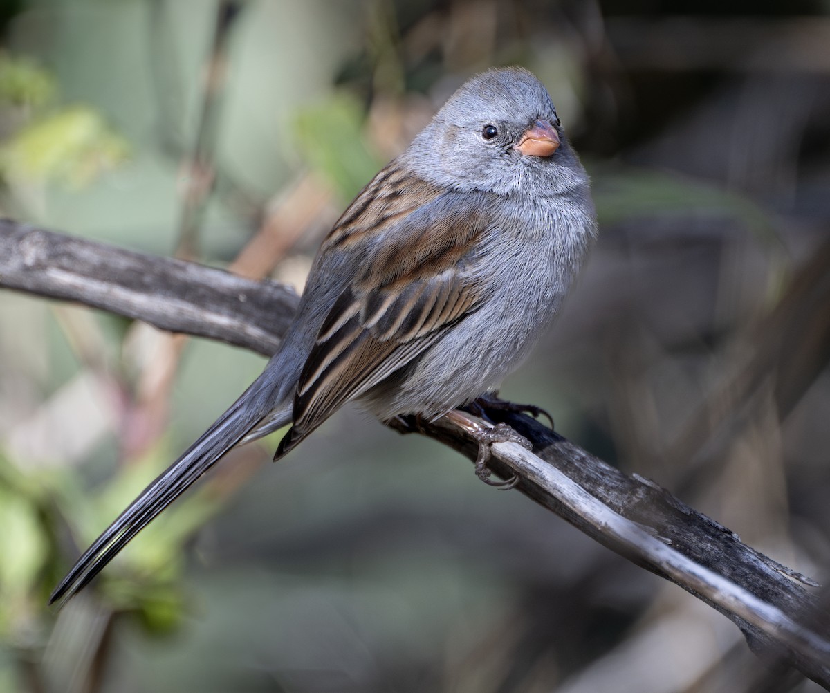Black-chinned Sparrow - Francis Morgan