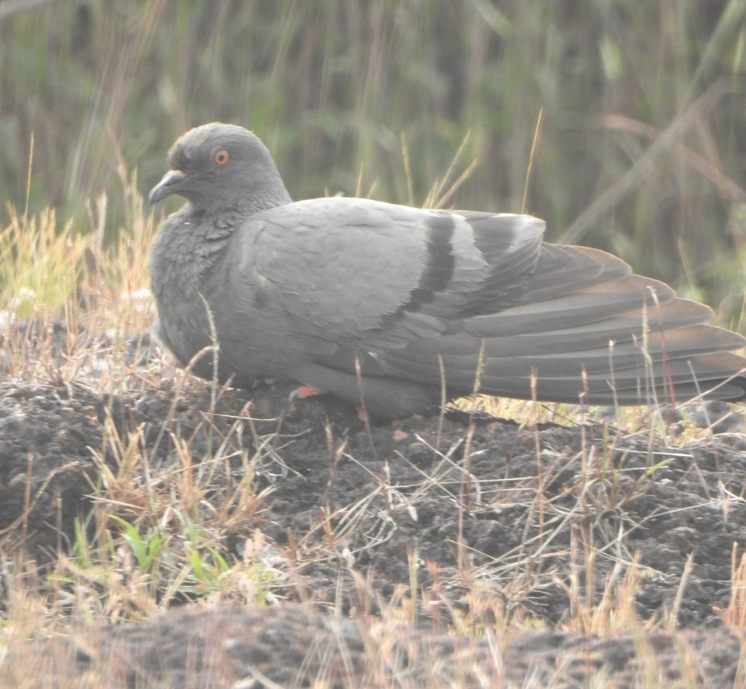 Rock Pigeon (Feral Pigeon) - ML611708914
