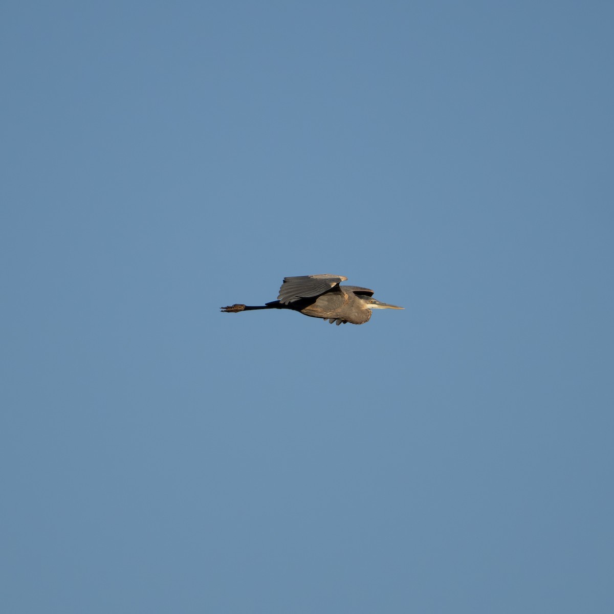 Great Blue Heron - ML611709148