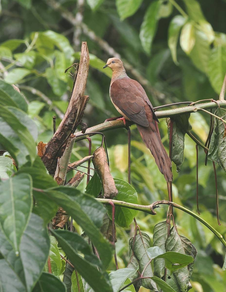 Sultan's Cuckoo-Dove (Sulawesi) - ML611709443