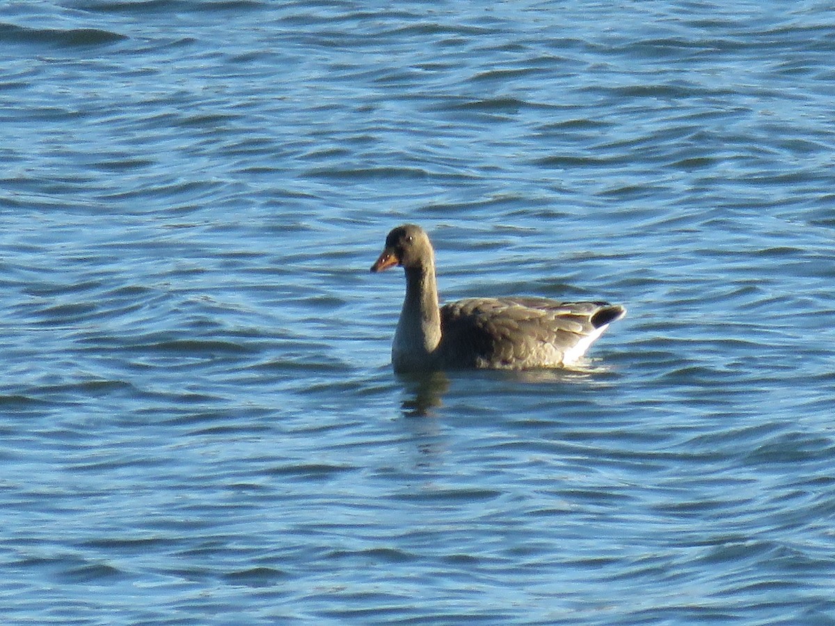 Greater White-fronted Goose - ML611709539