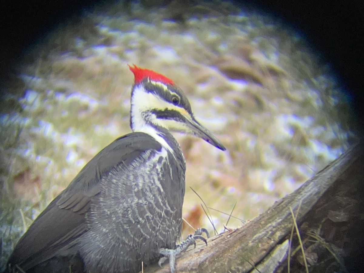 Pileated Woodpecker - ML611709569