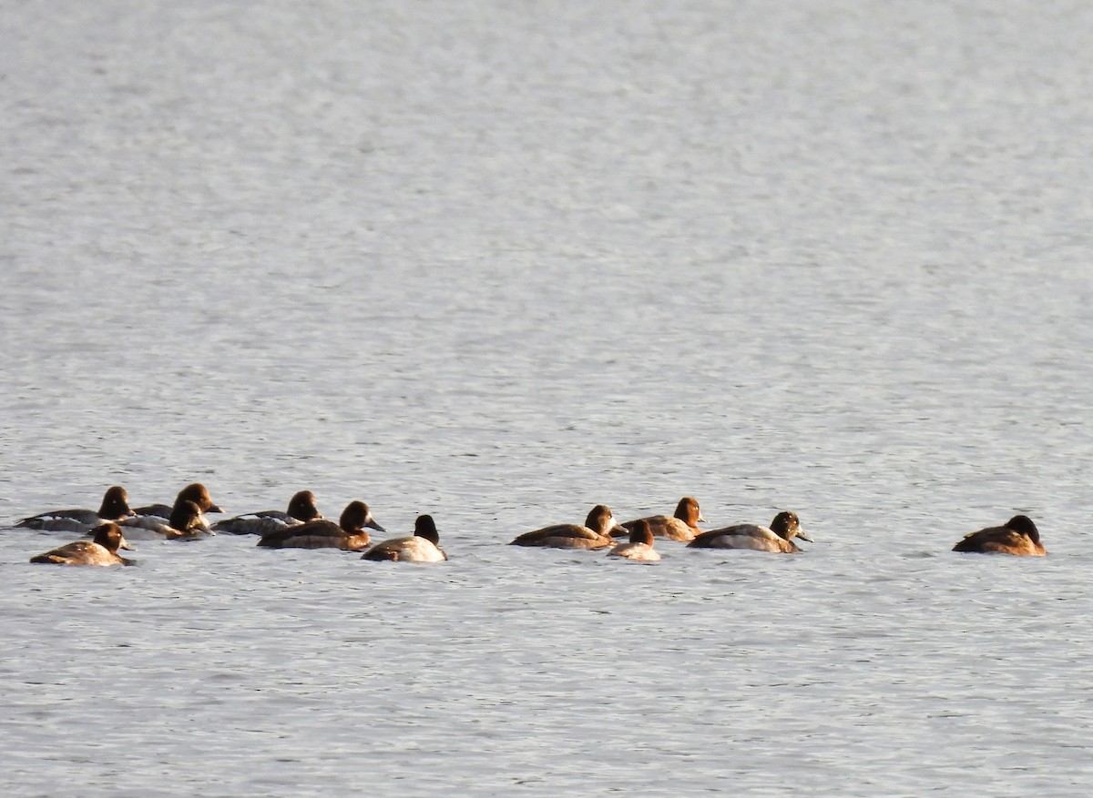 Greater/Lesser Scaup - ML611709808