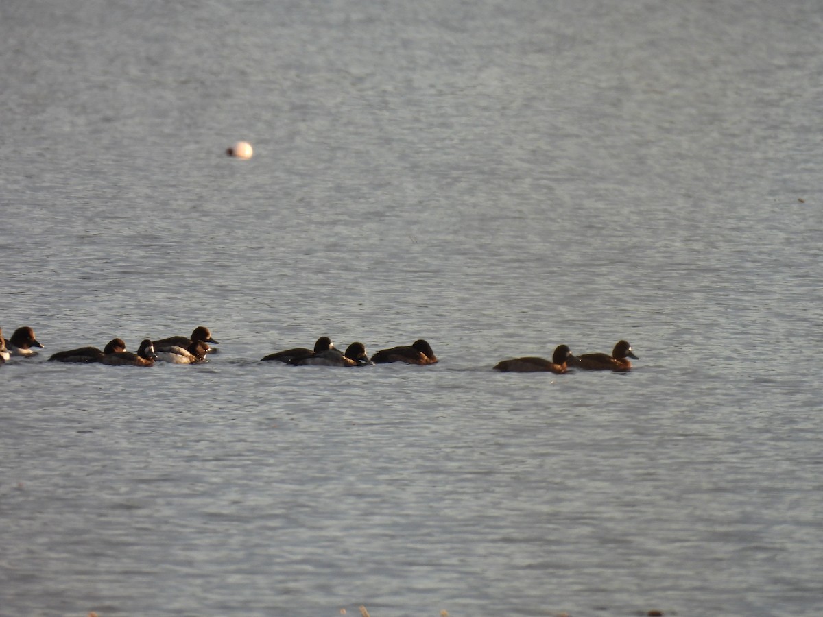 Greater/Lesser Scaup - ML611709809