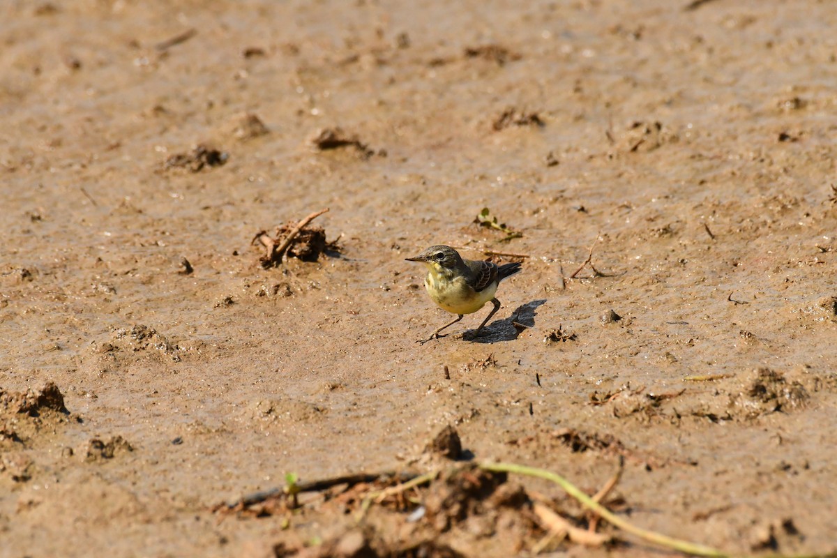 wagtail sp. - ML611709849
