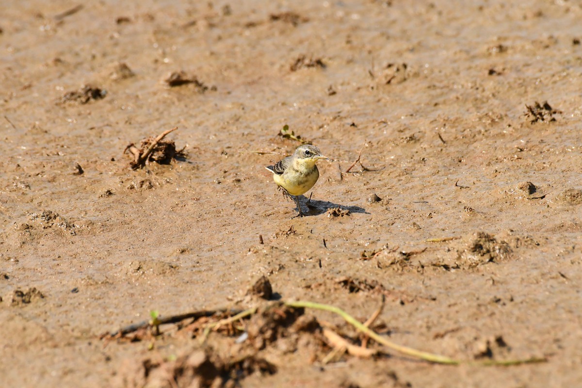 wagtail sp. - ML611709850