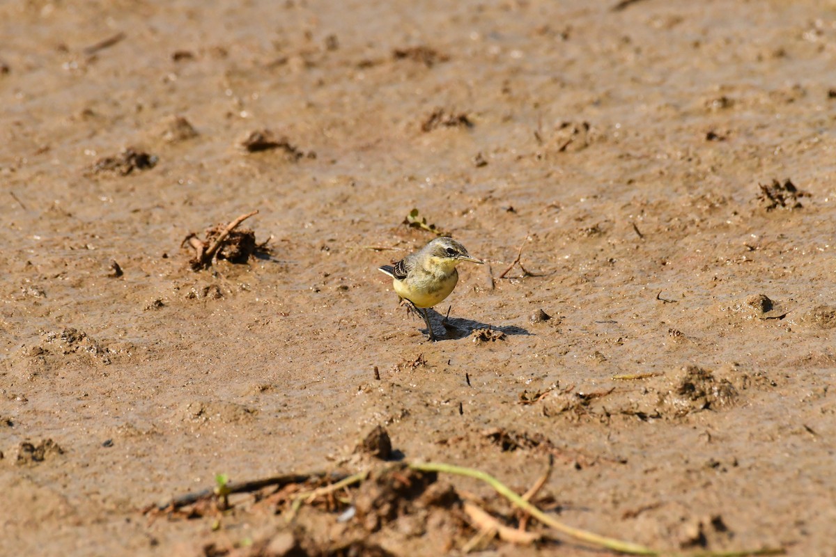 wagtail sp. - ML611709851