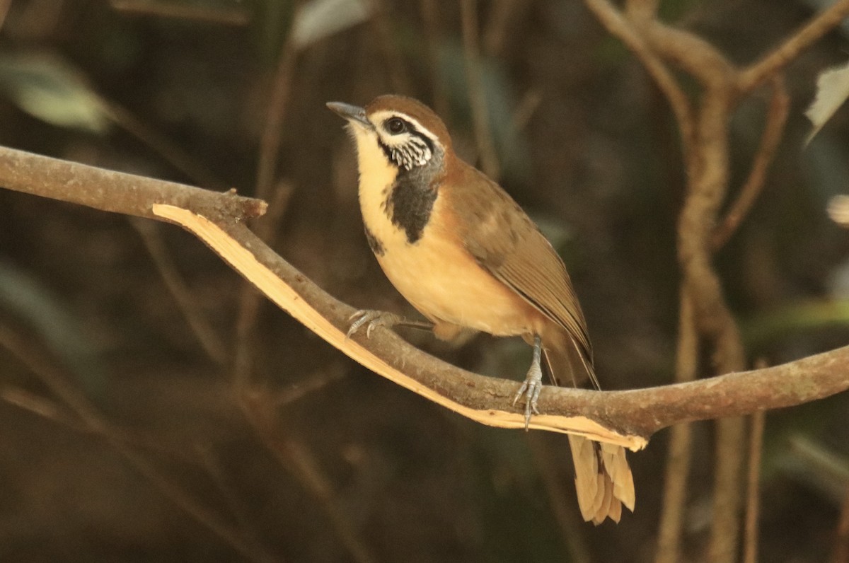 Greater Necklaced Laughingthrush - ML611710035