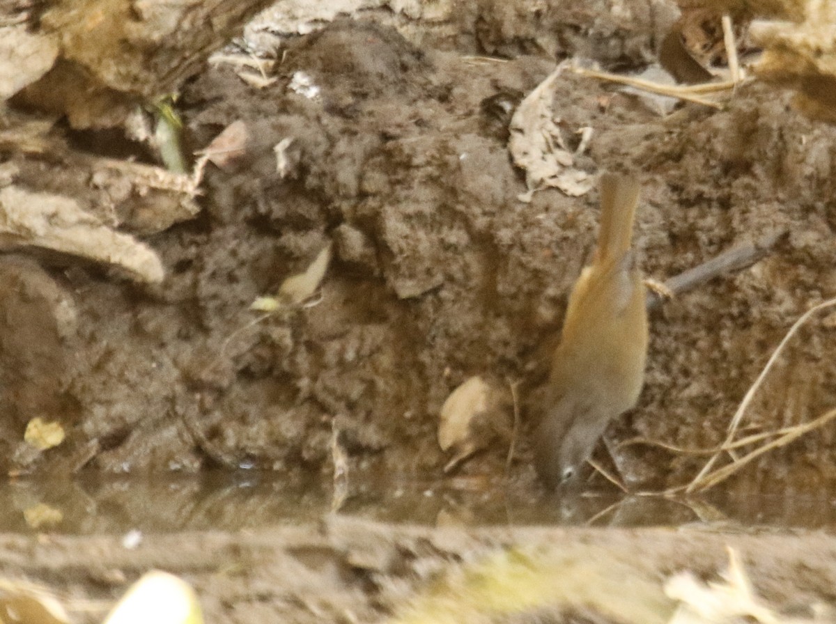 Red-flanked Bluetail - ML611710038