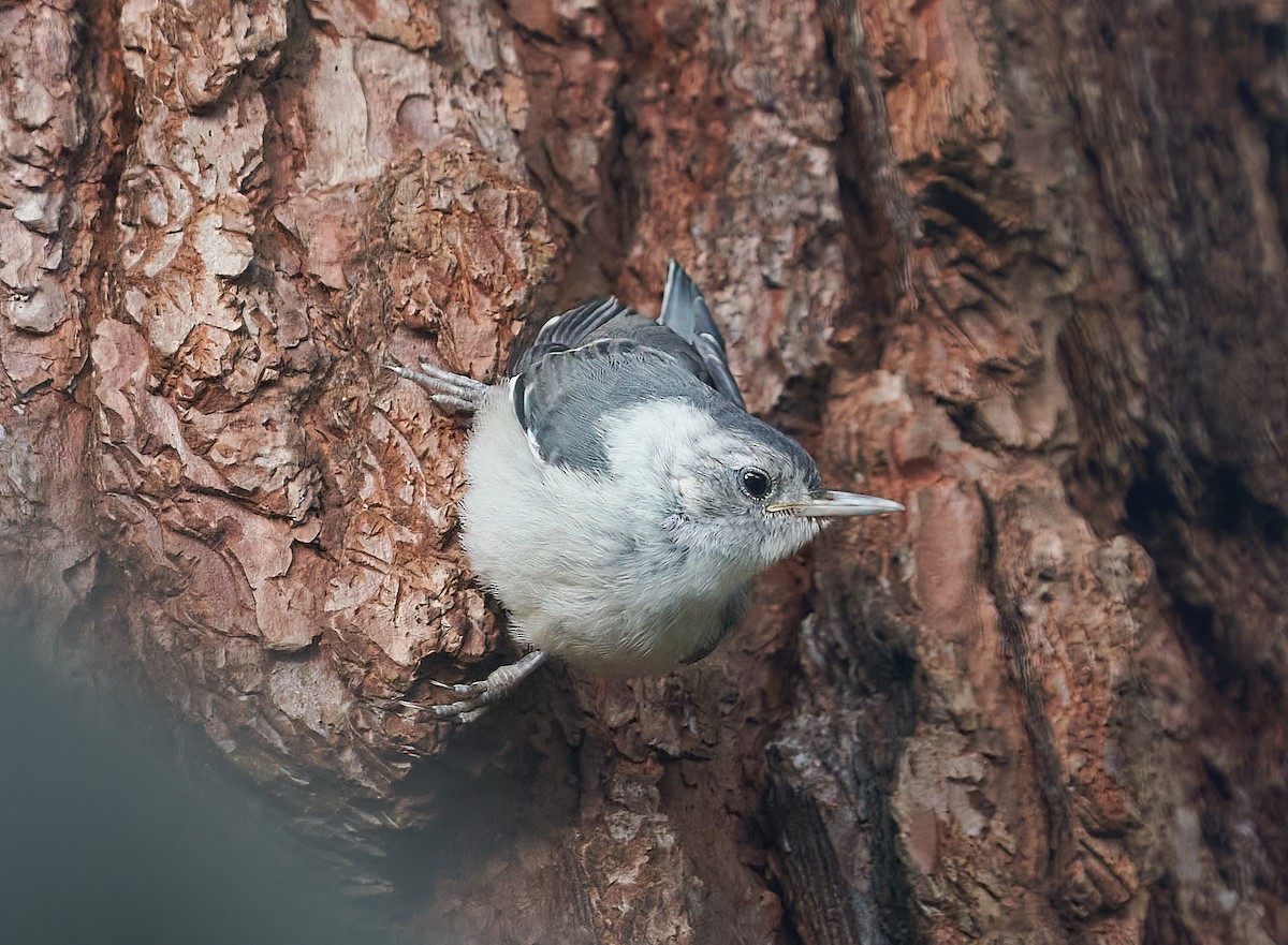 White-breasted Nuthatch - ML611710457