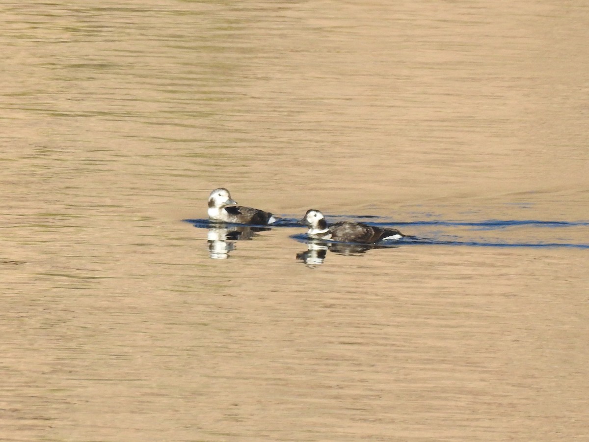Long-tailed Duck - ML611710690