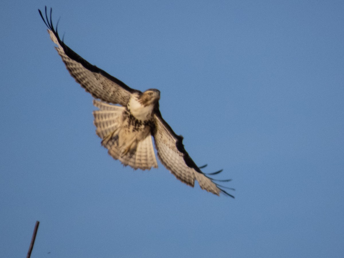 Red-tailed Hawk - ML611711162