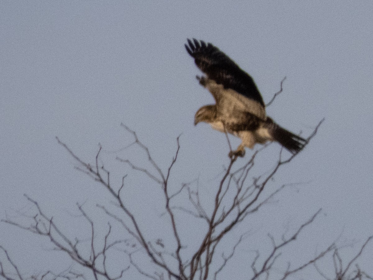Red-tailed Hawk - ML611711179