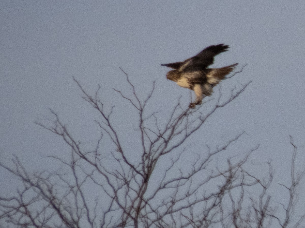 Red-tailed Hawk - ML611711204