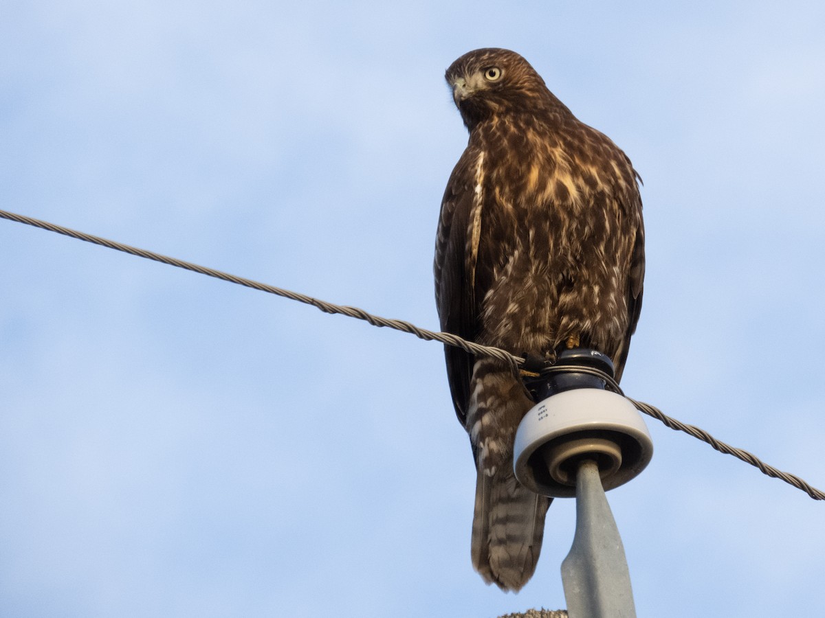 Red-tailed Hawk (Harlan's) - ML611711210