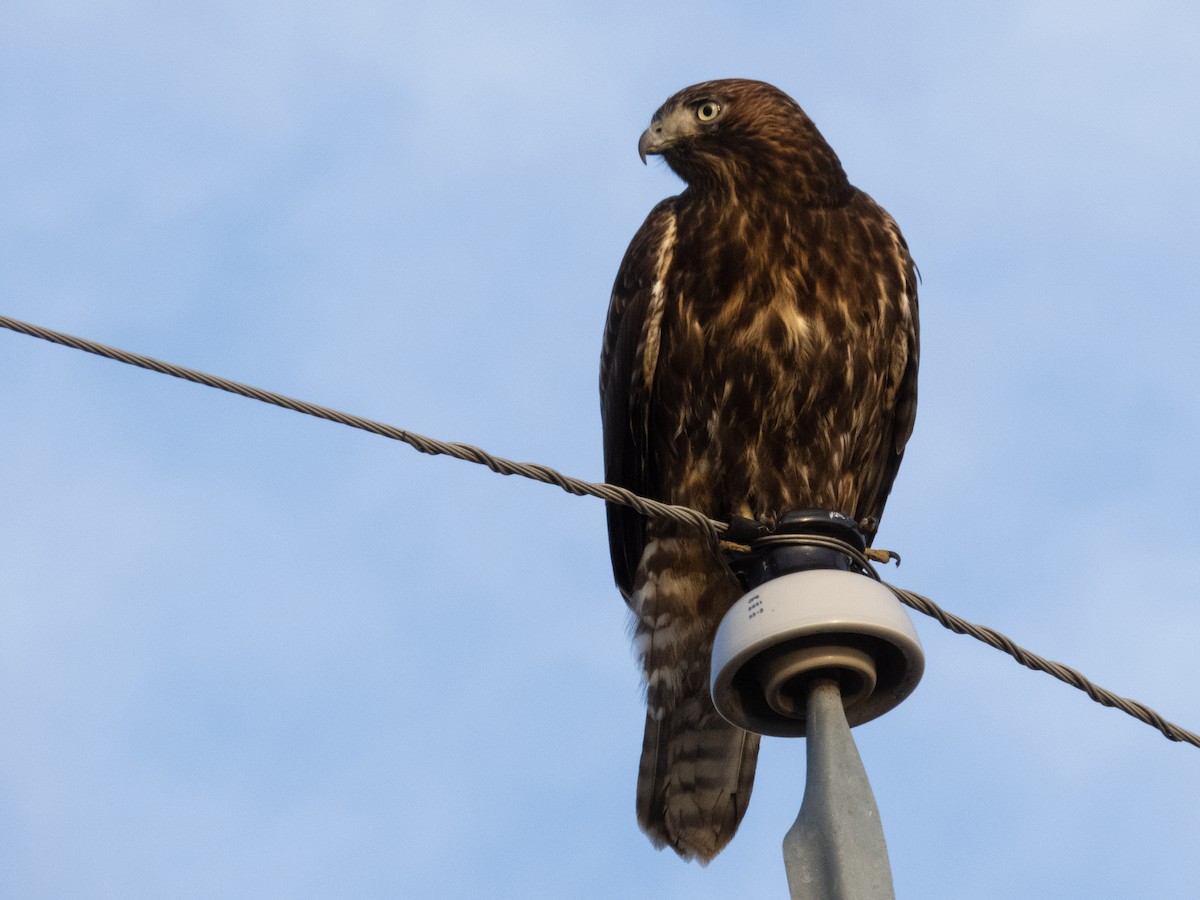 Red-tailed Hawk (Harlan's) - Tom Nagel