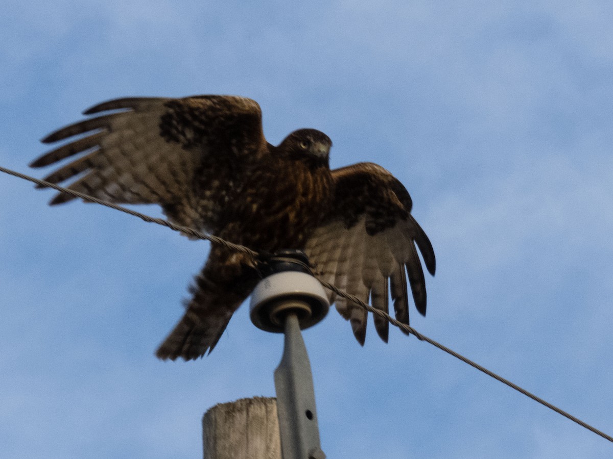 Red-tailed Hawk (Harlan's) - ML611711246