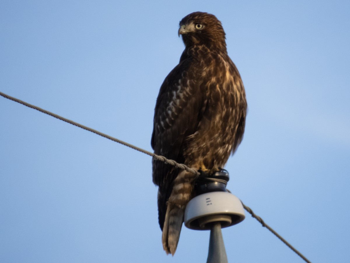 Red-tailed Hawk (Harlan's) - ML611711251