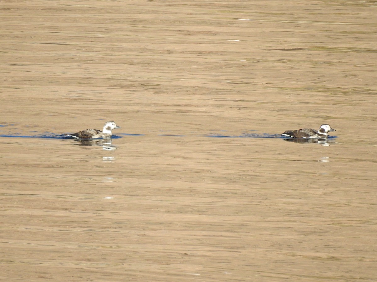 Long-tailed Duck - ML611711285