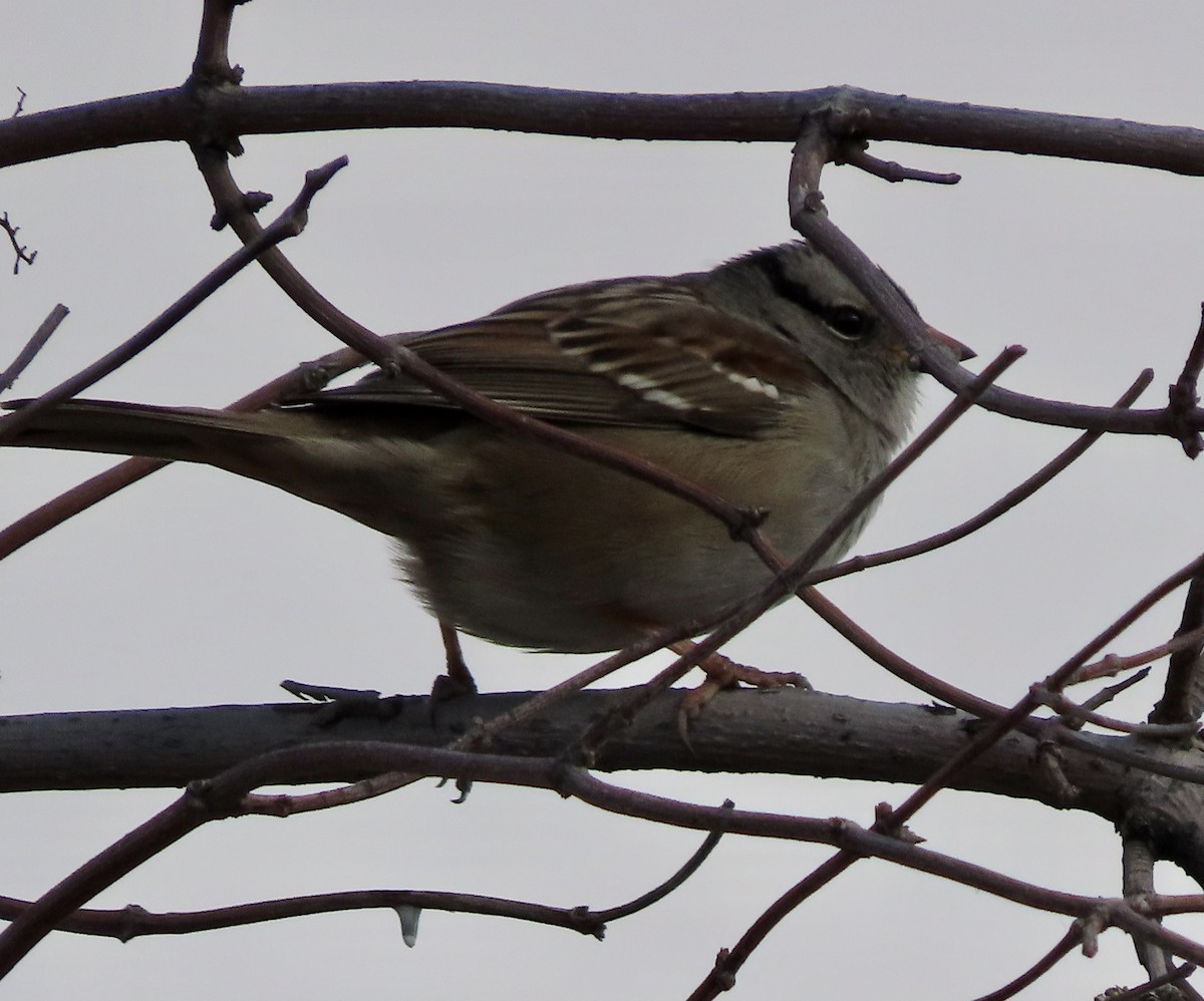 White-crowned Sparrow - ML611711470