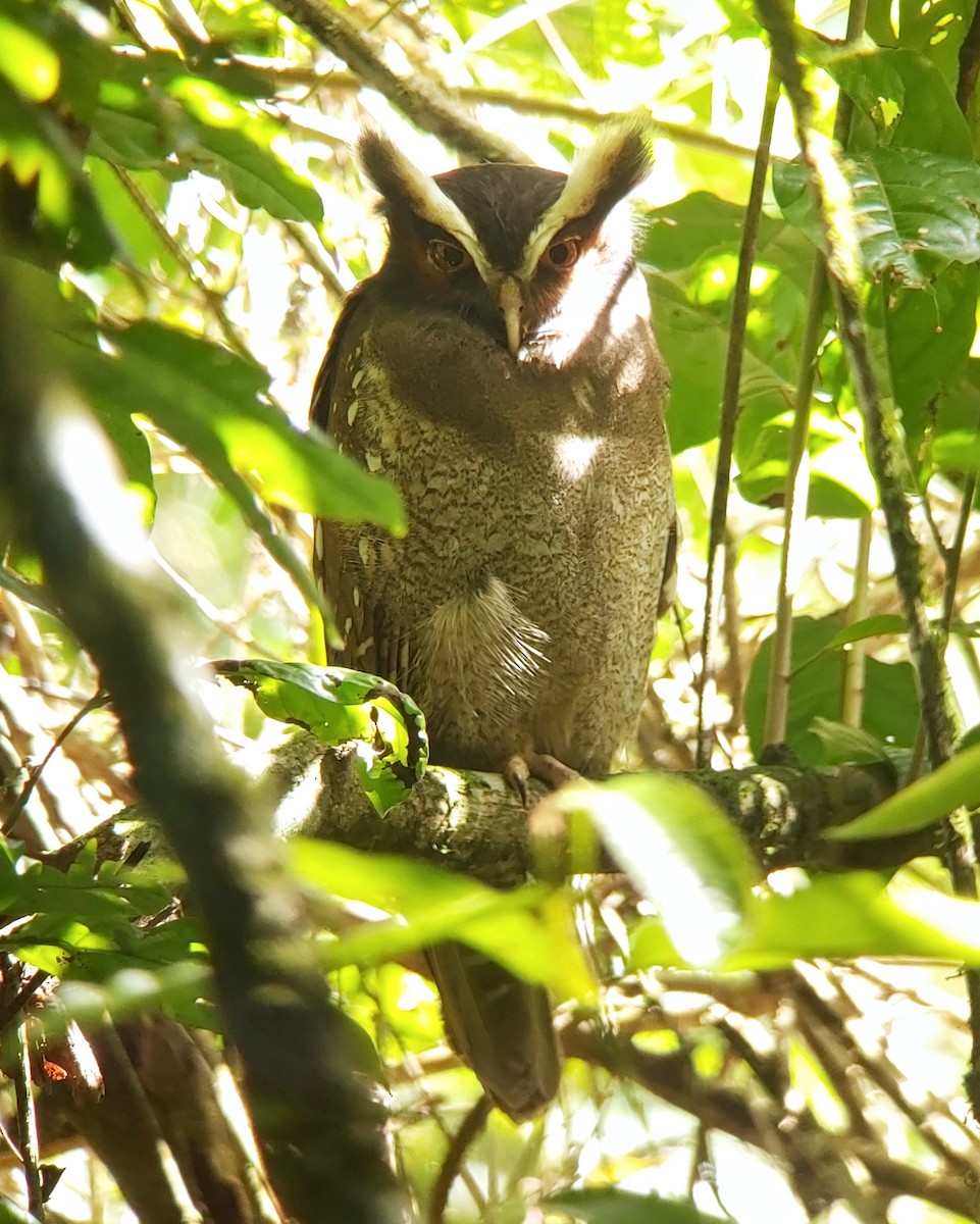 Crested Owl - ML611711582