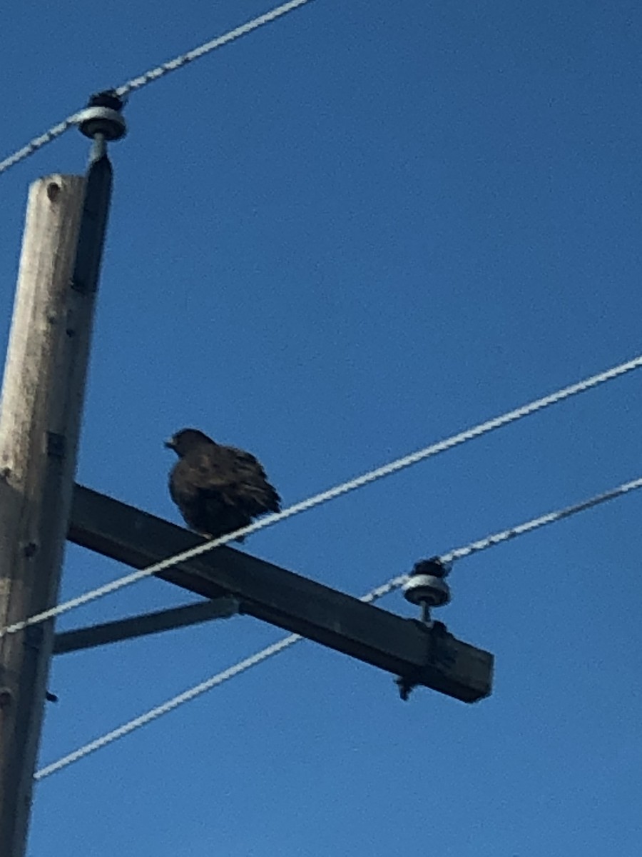 Buteo sp. - ML611711672