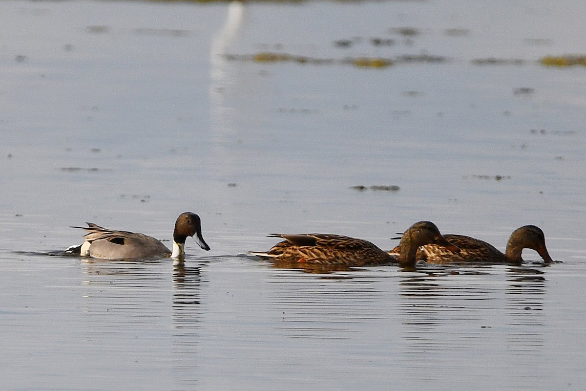 EBird Checklist 29 Nov 2023 Coyote Hills Regional Park 41 Species 2 Other Taxa