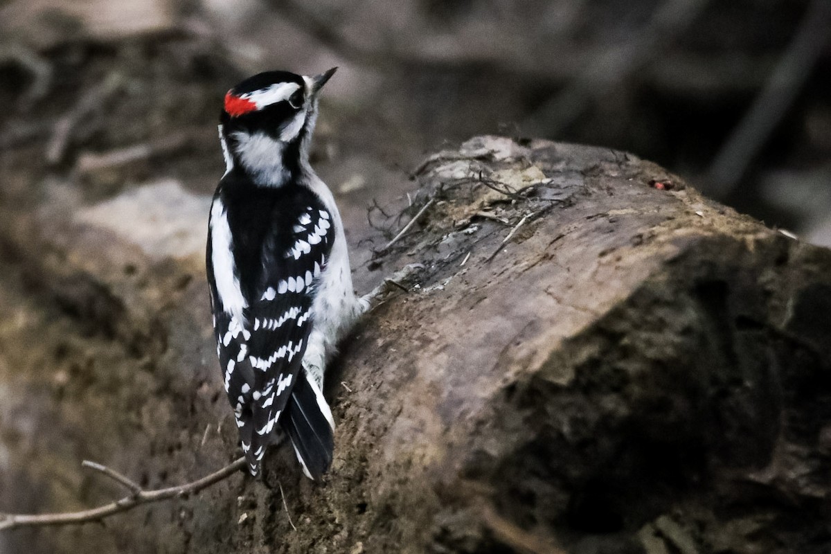 Downy Woodpecker (Eastern) - ML611712094