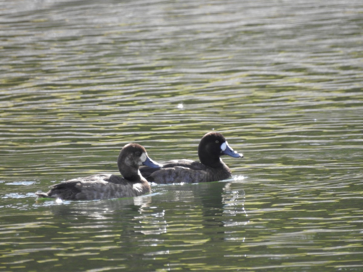 Greater Scaup - ML611712113