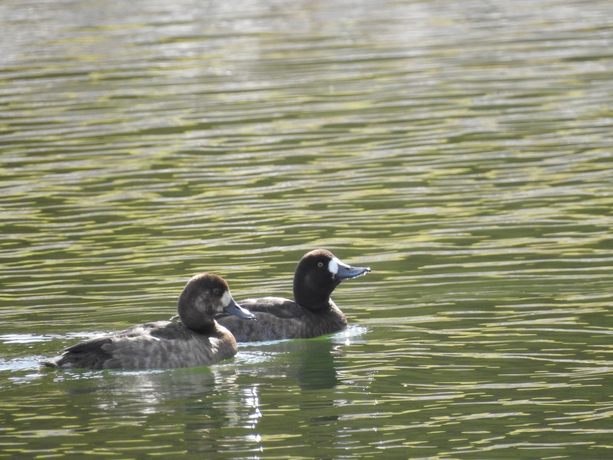 Greater Scaup - ML611712115