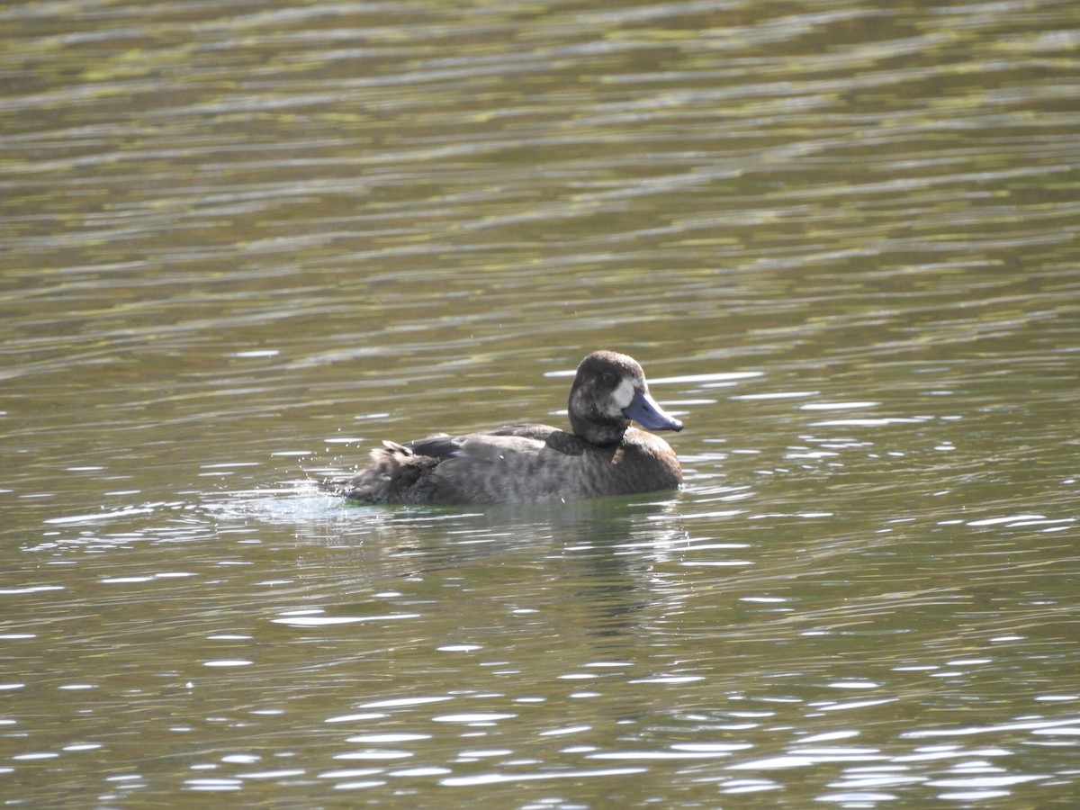 Greater Scaup - ML611712122