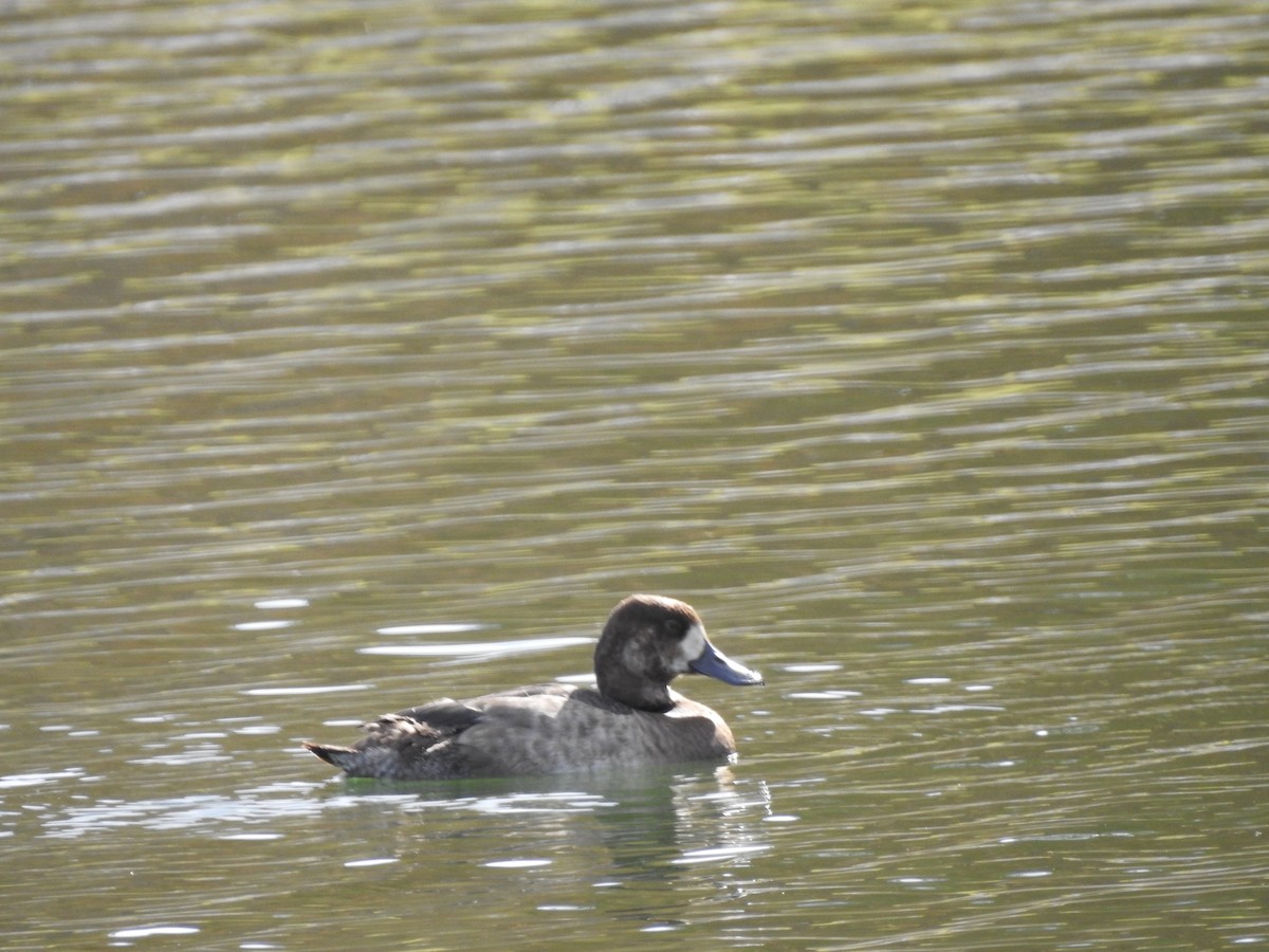 Greater Scaup - ML611712124