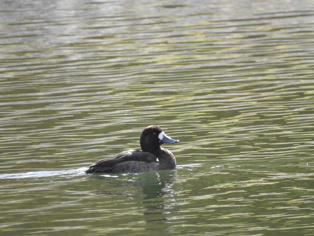 Greater Scaup - ML611712126