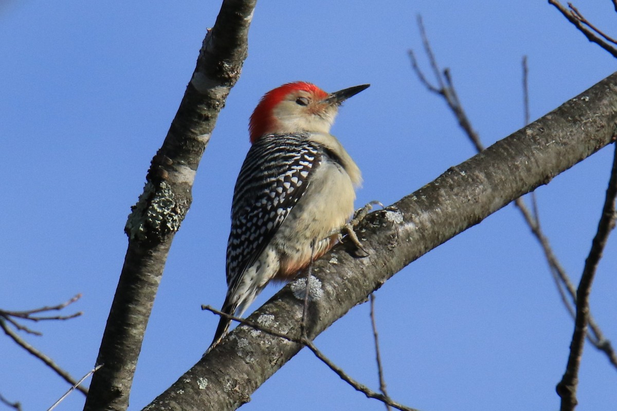 Red-bellied Woodpecker - ML611712411