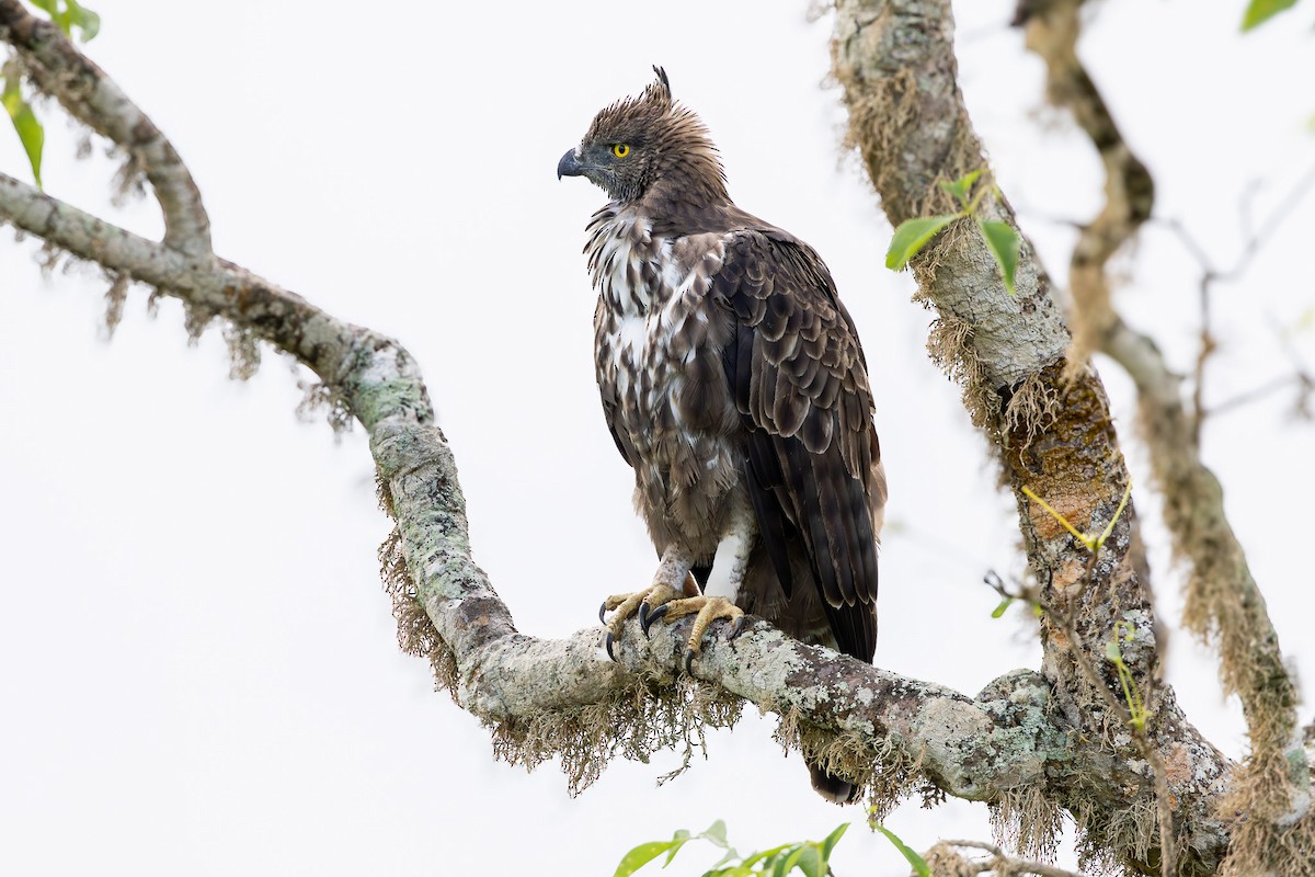 Changeable Hawk-Eagle (Crested) - ML611712783