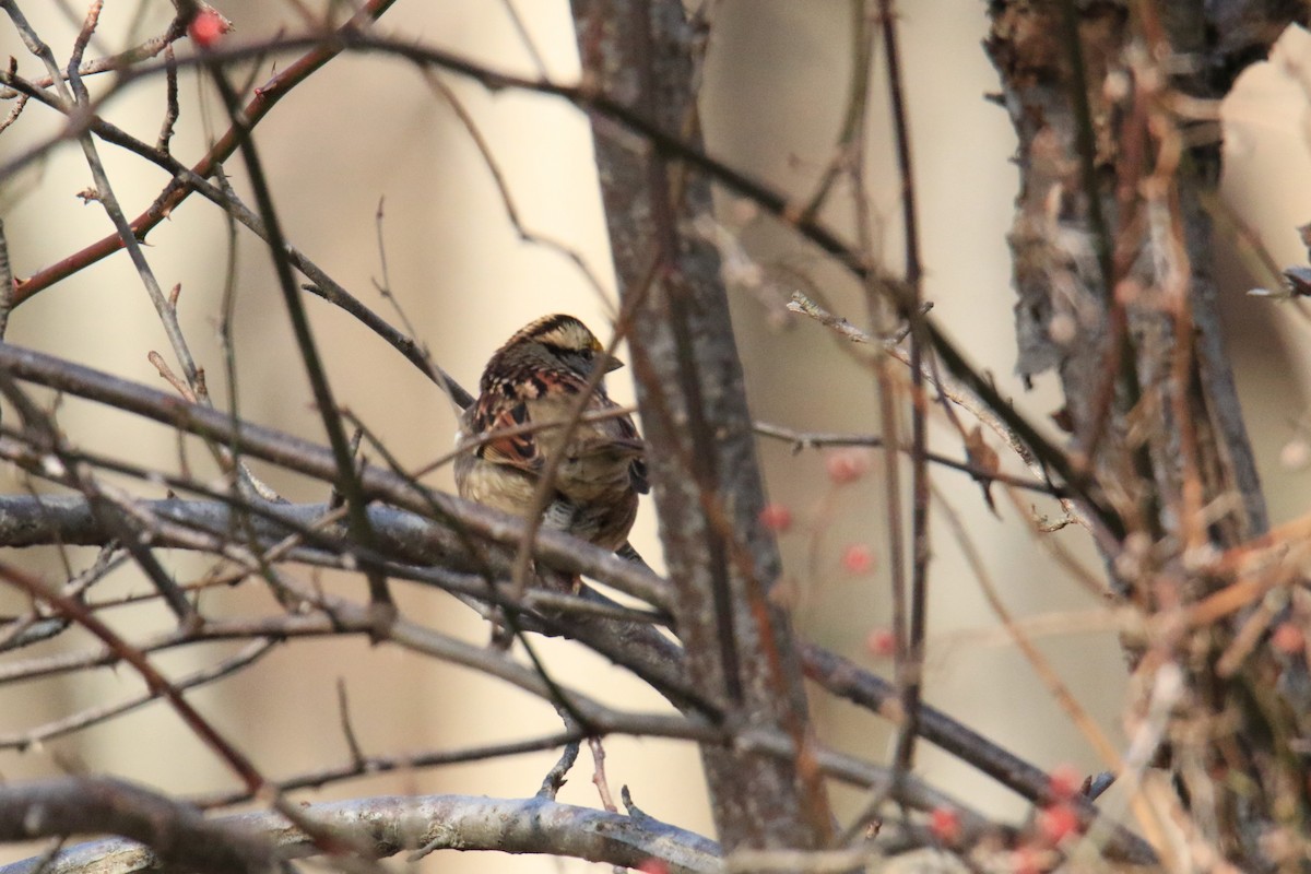 White-throated Sparrow - ML611713044
