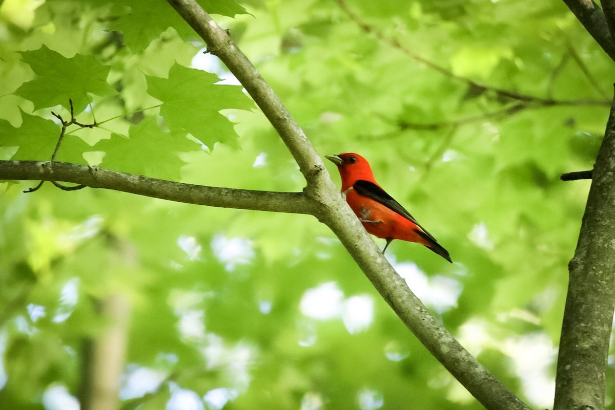 Scarlet Tanager - ML611713070