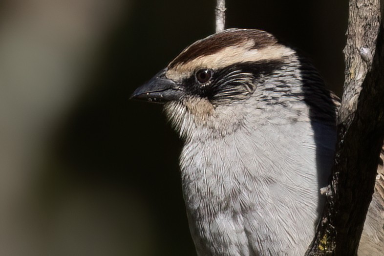 Striped Sparrow - ML611713624