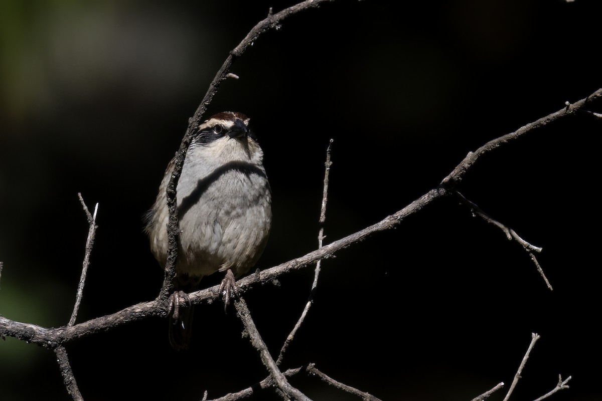 Striped Sparrow - ML611713625