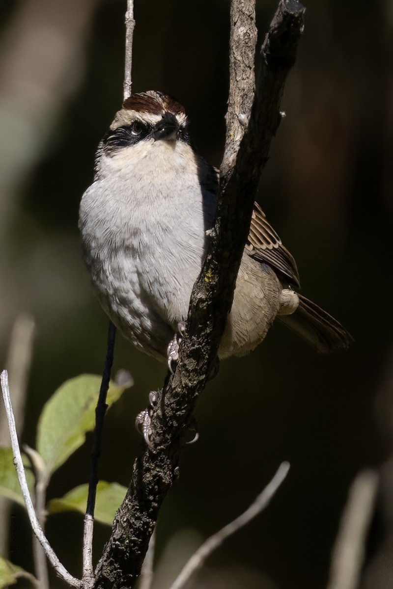Striped Sparrow - ML611713626