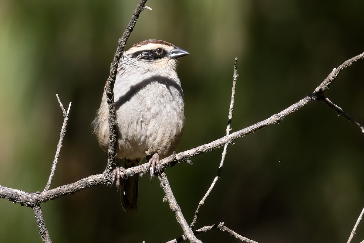 Striped Sparrow - ML611713628