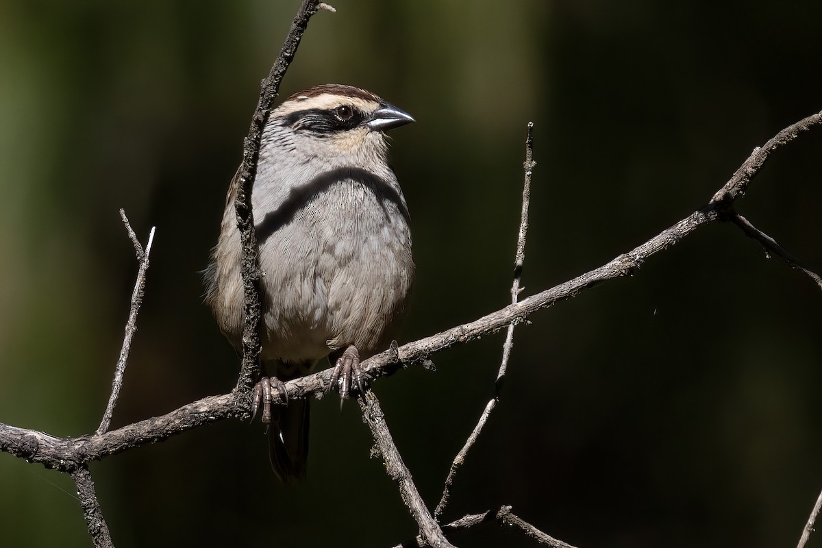 Striped Sparrow - ML611713629