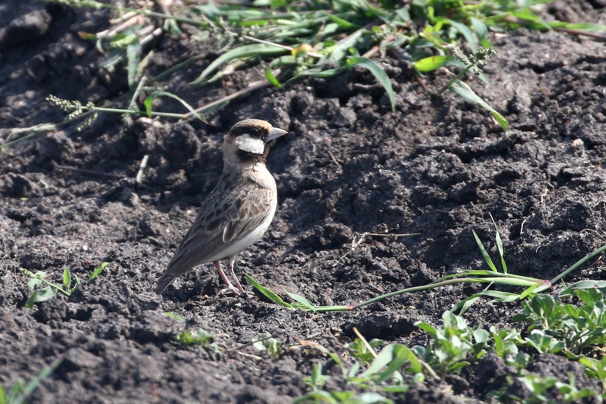 Fischer's Sparrow-Lark - ML611714013