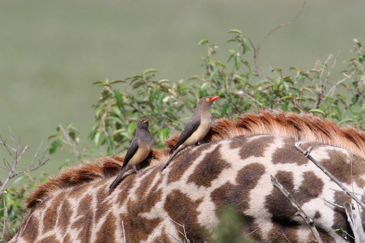 Red-billed Oxpecker - ML611714026