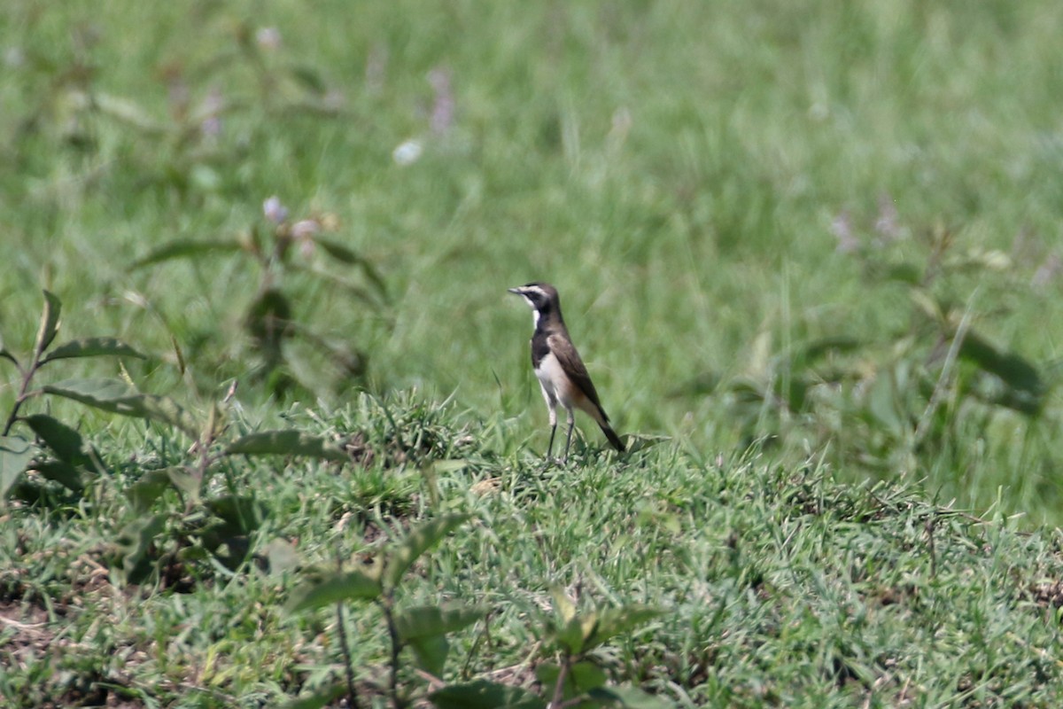Capped Wheatear - ML611714041