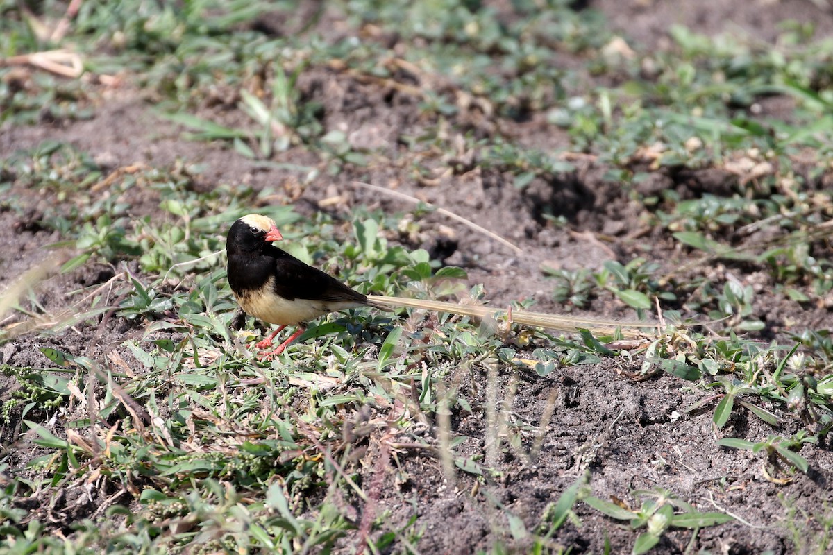 Straw-tailed Whydah - ML611714052