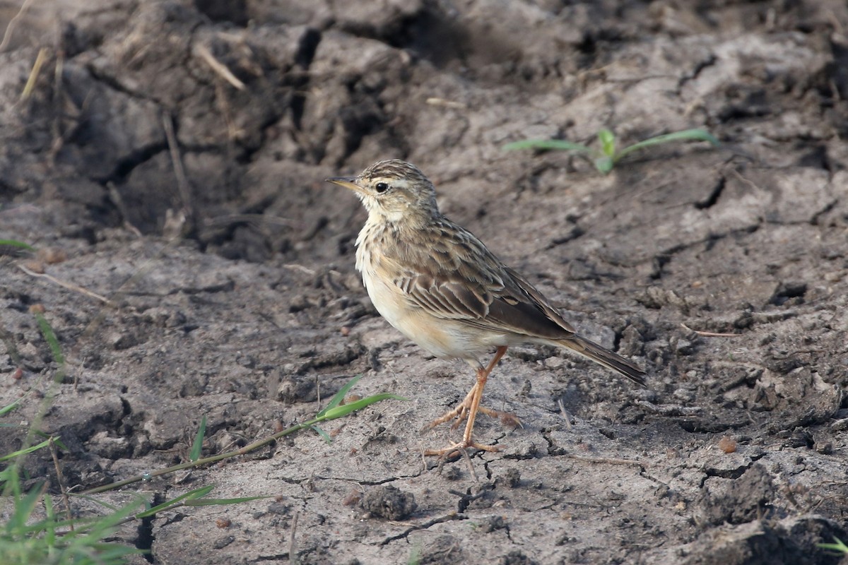 African Pipit - ML611714057