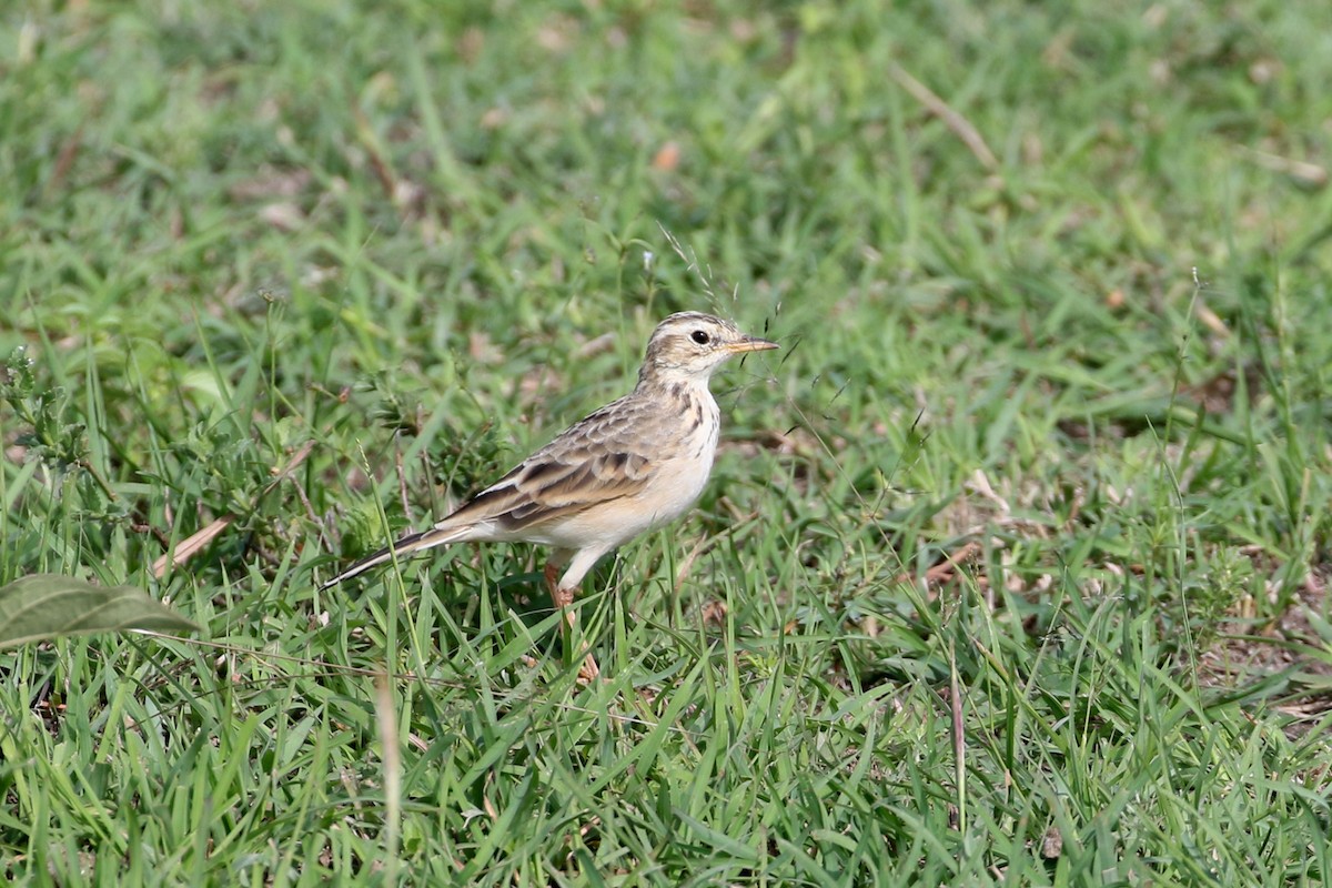 African Pipit - ML611714058
