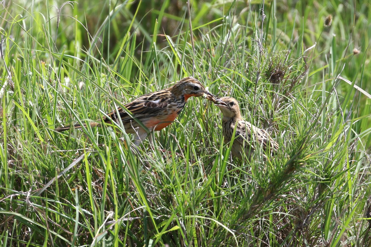 Rosy-throated Longclaw - ML611714063